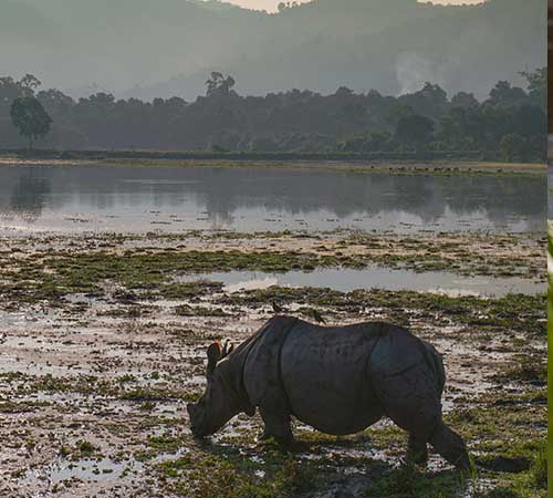 5N 6D Beautiful Dooars Tour Package